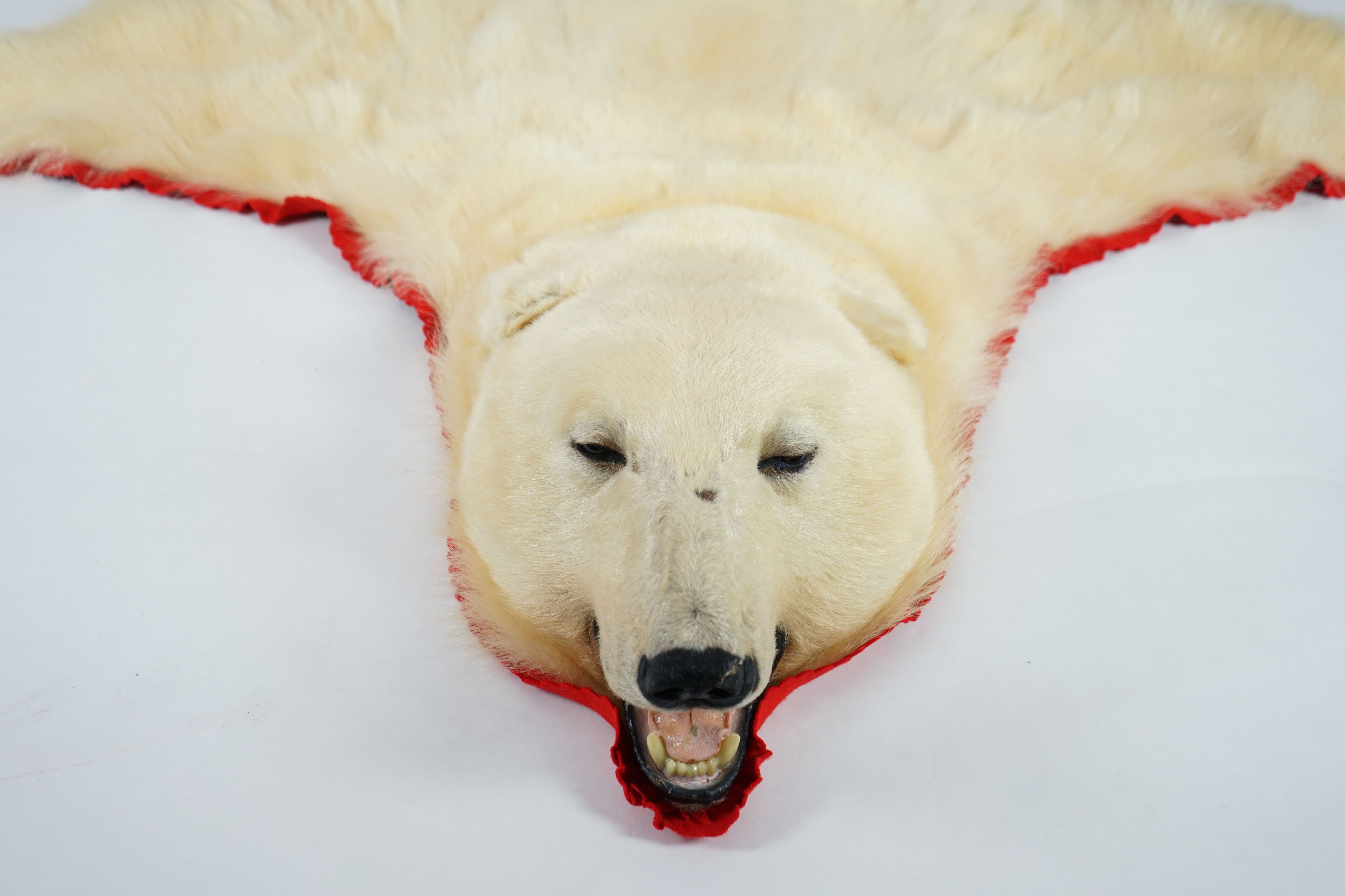 A Ken Hawkins taxidermy polar bear skin rug